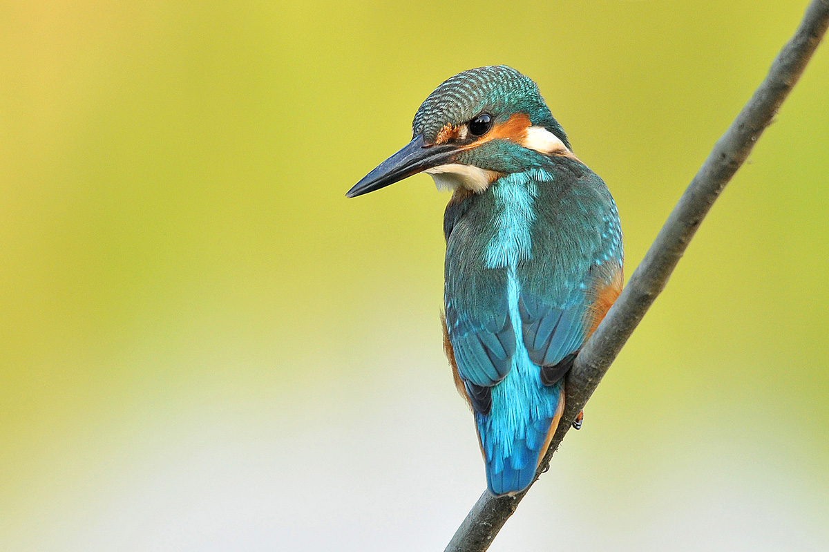 martin in the morning