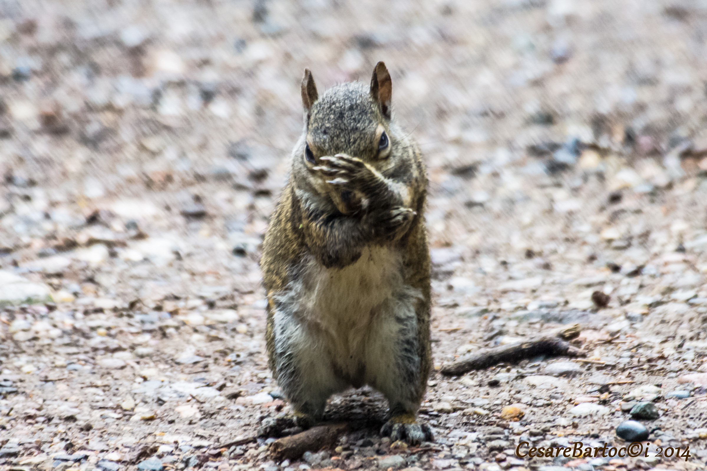 no peanuts .. no shots thie