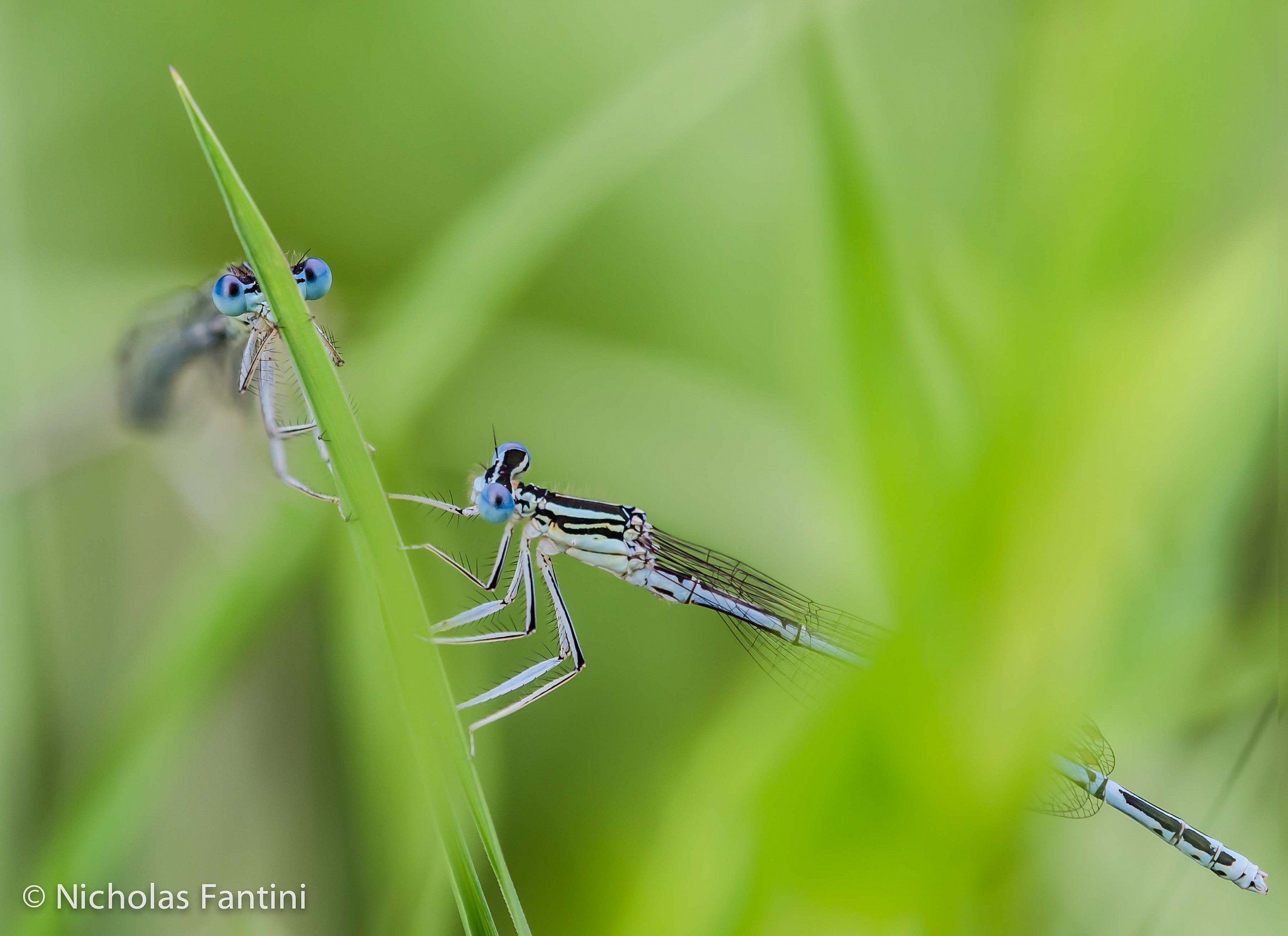 Platycnemis pennipes
