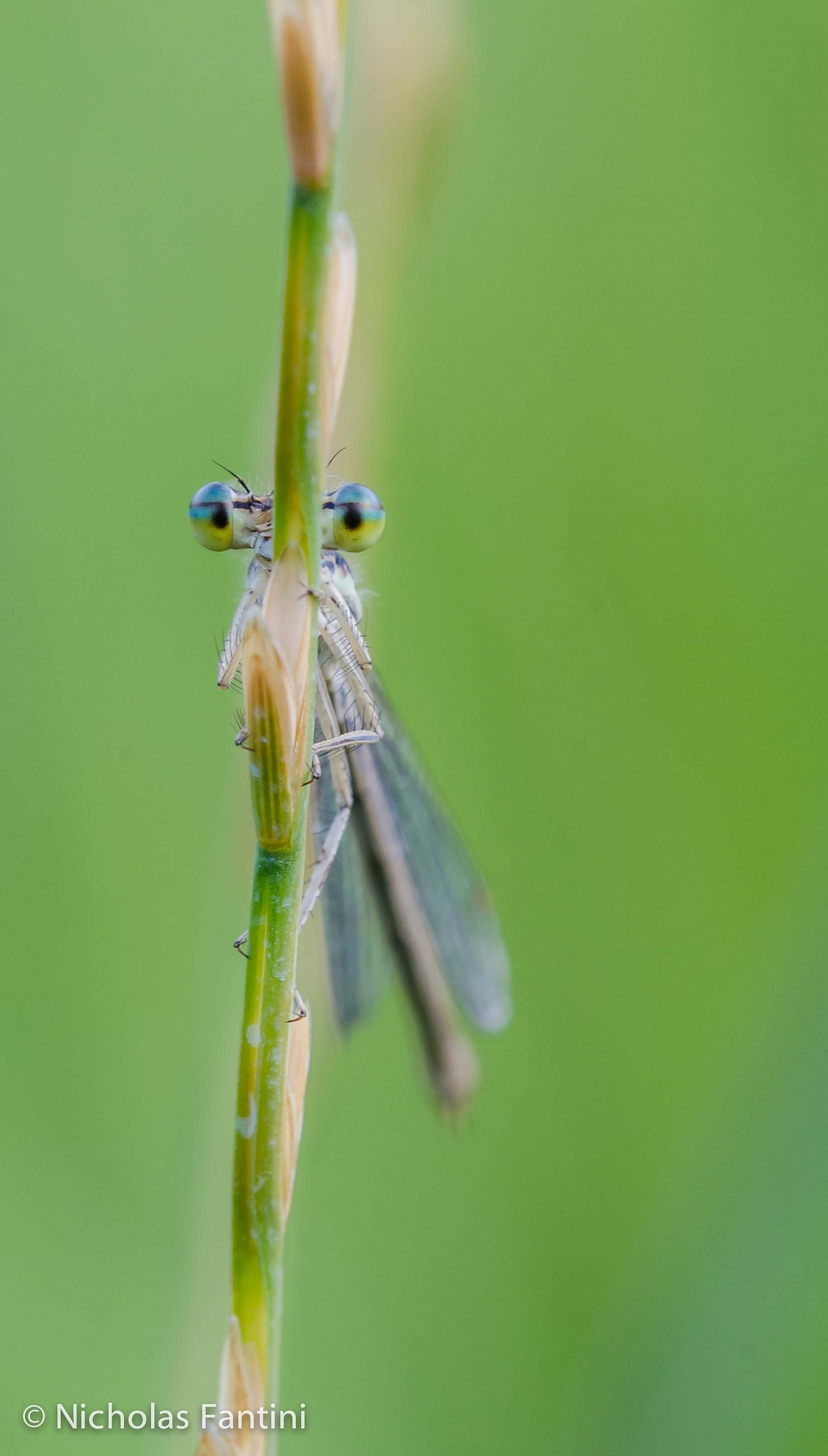 Platycnemis pennipes