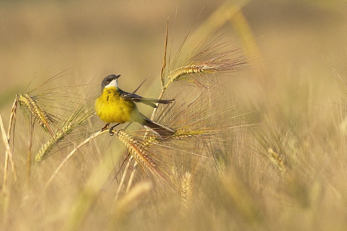 Yellow Wagtail