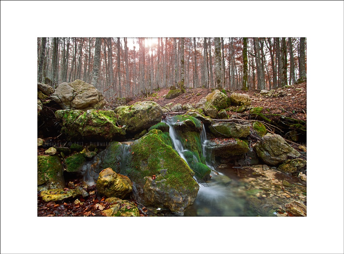 La foresta incantata