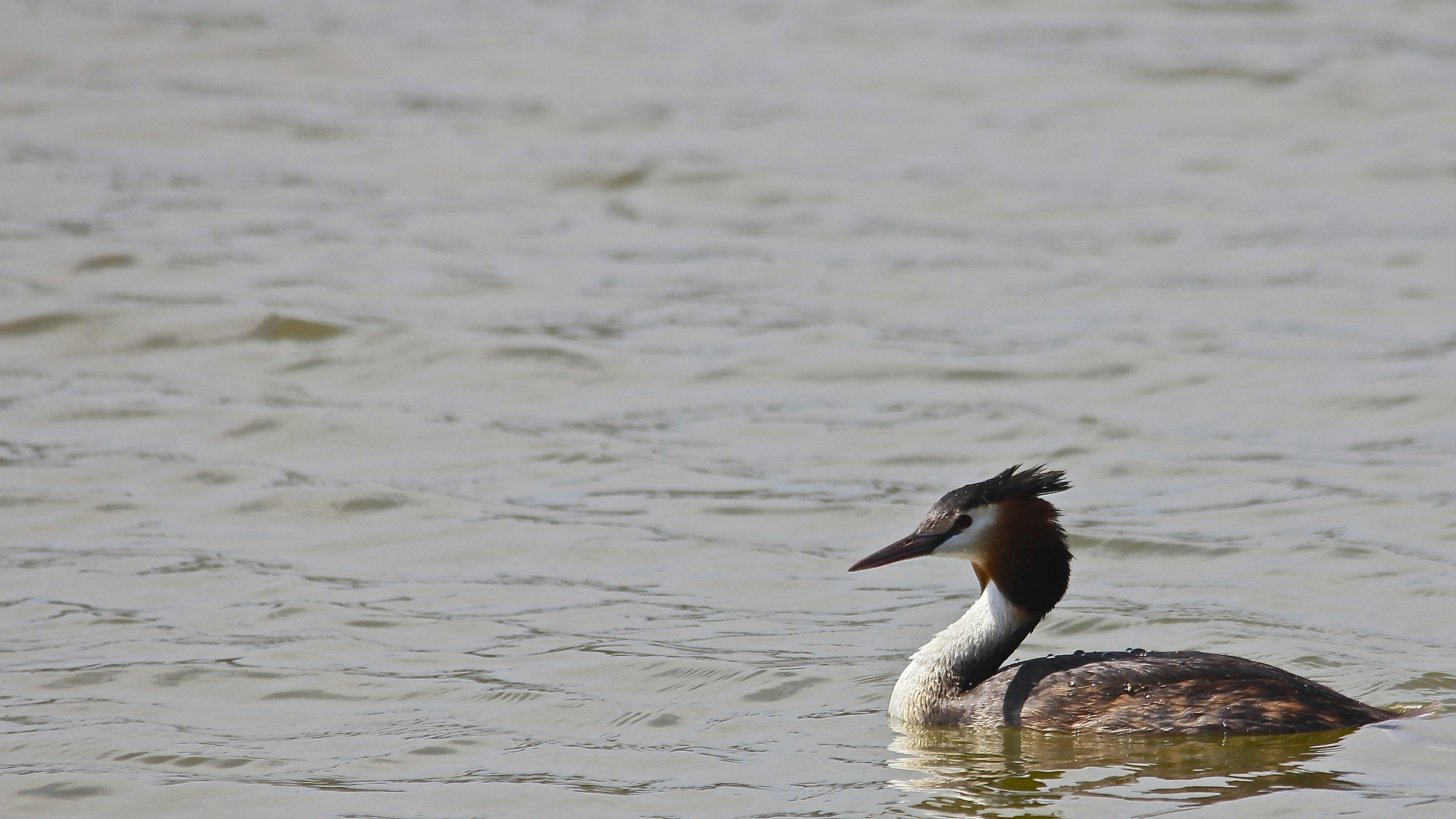 grebe