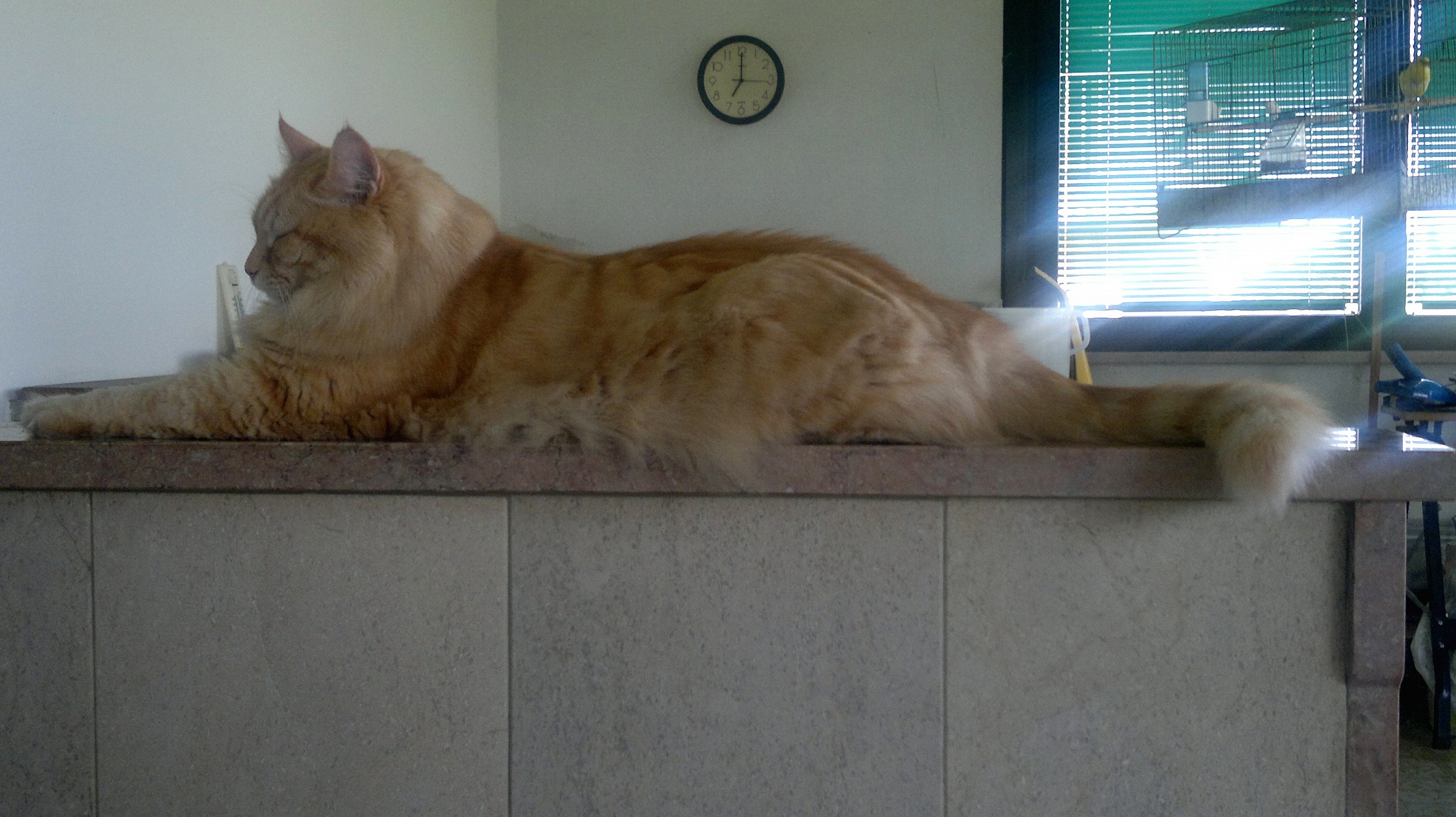 I sembled a higher vision of a cat!