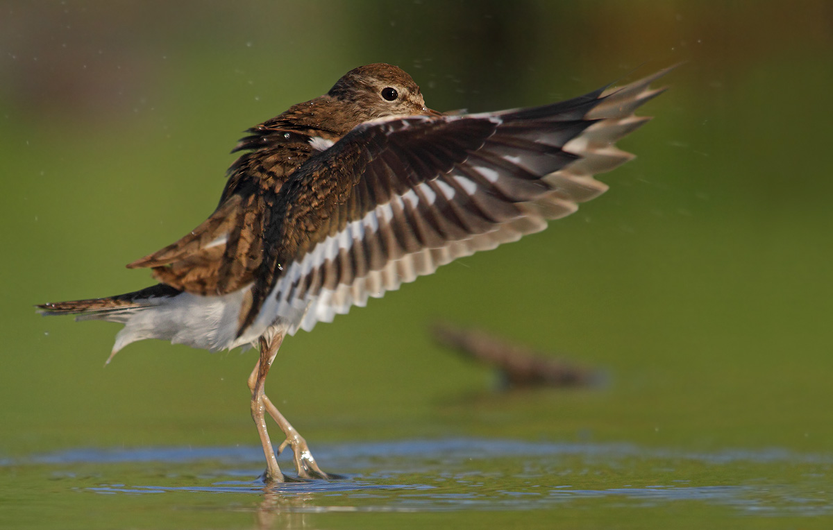 Common Sandpiper