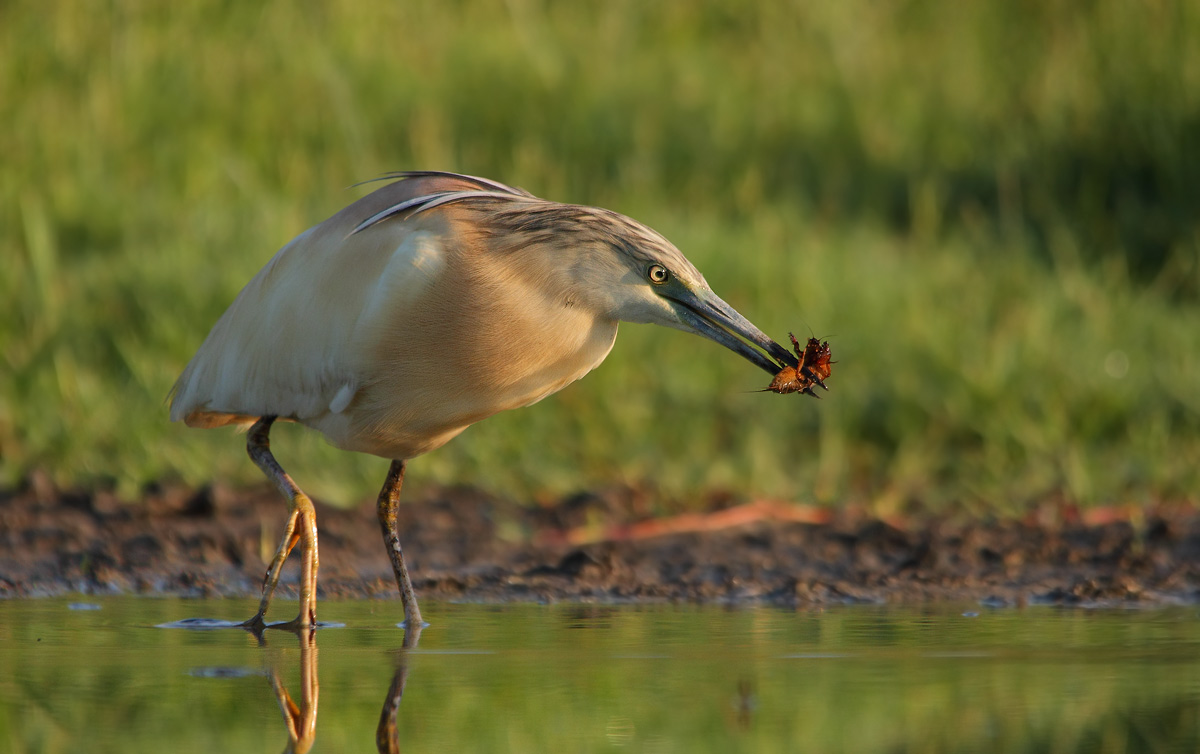 Sgarza and mole cricket