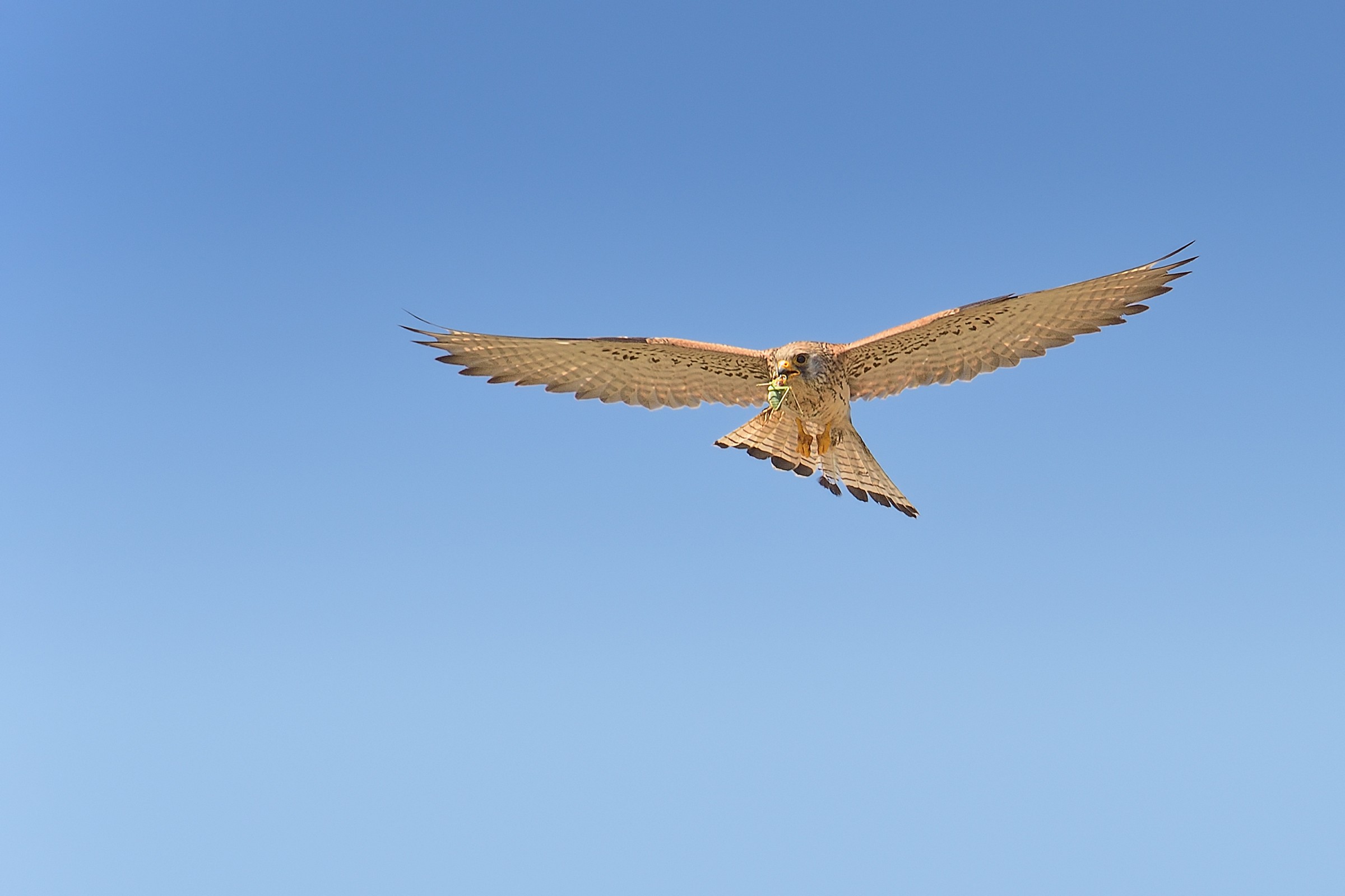 I'm going to do the pap ...