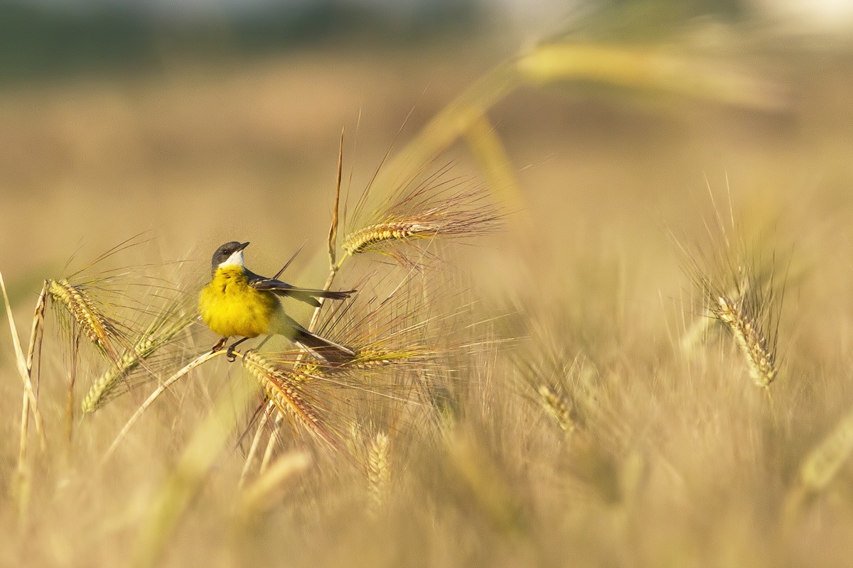 Yellow Wagtail