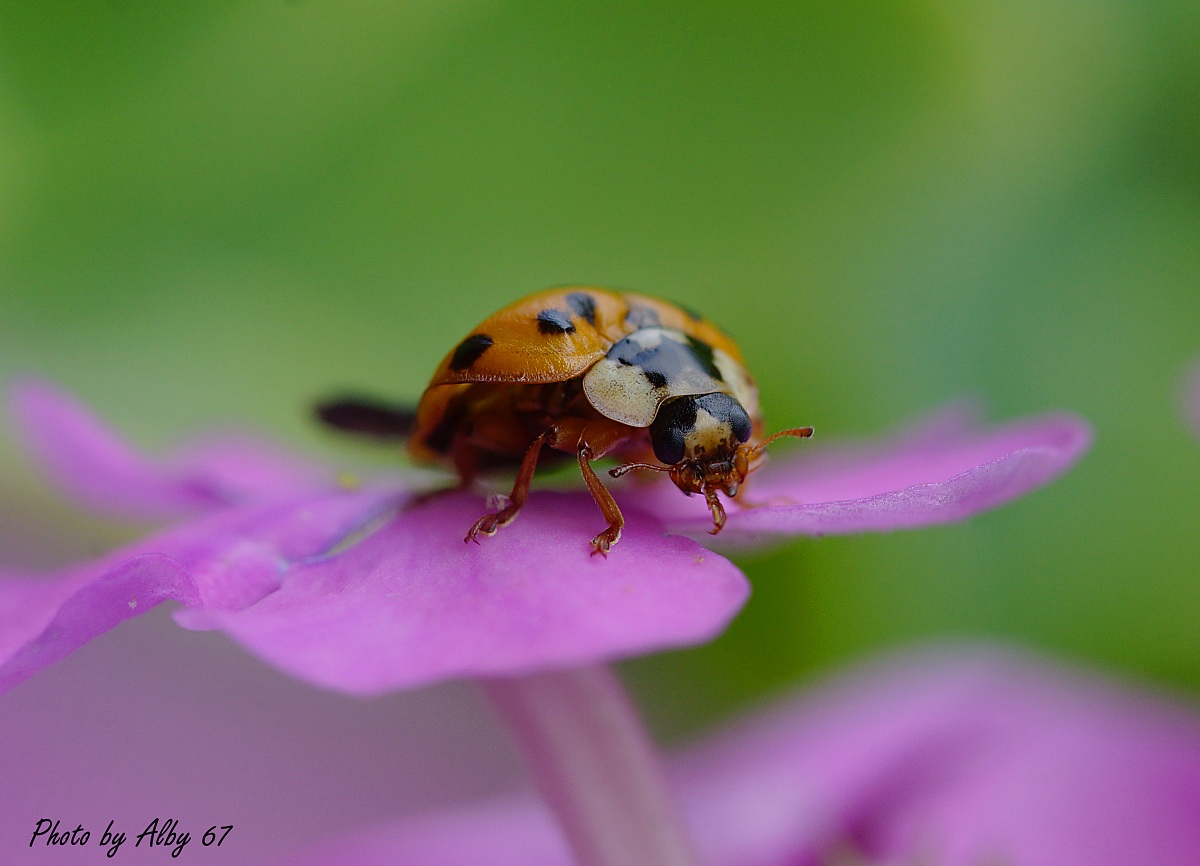 Coccinella domestica