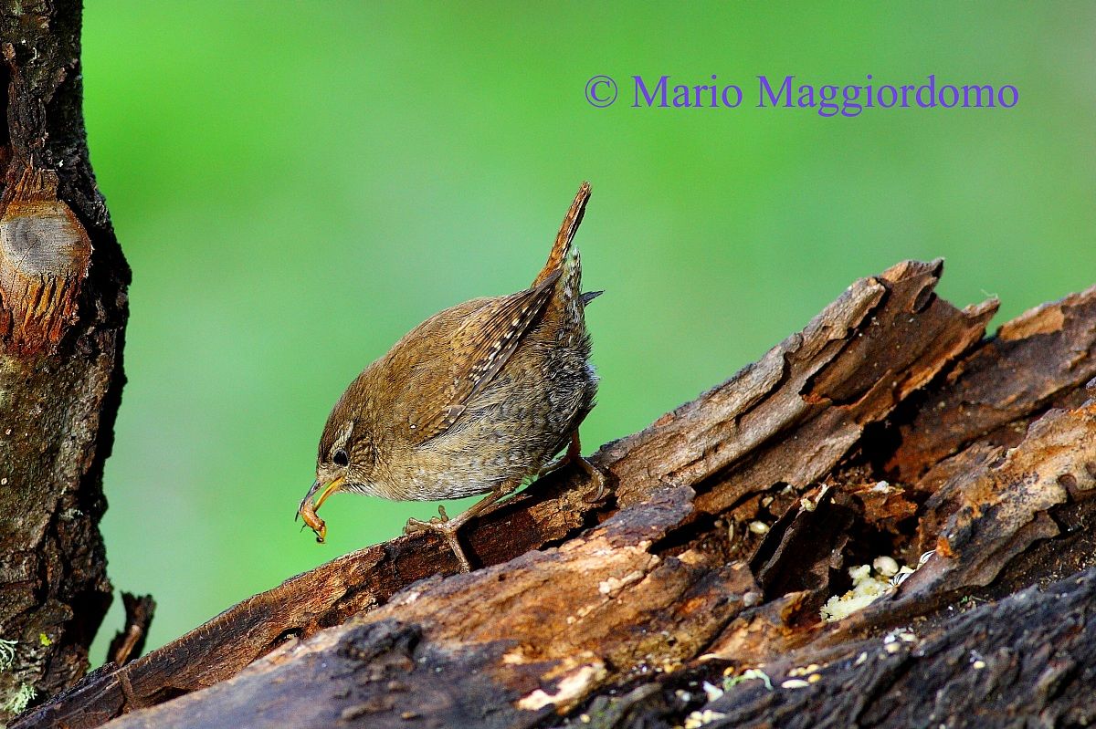 Wren with prey