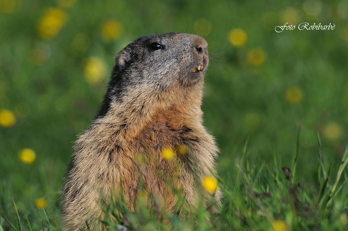 Marmotta....