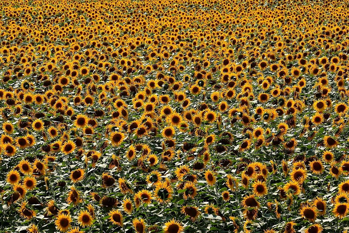 Sunflowers