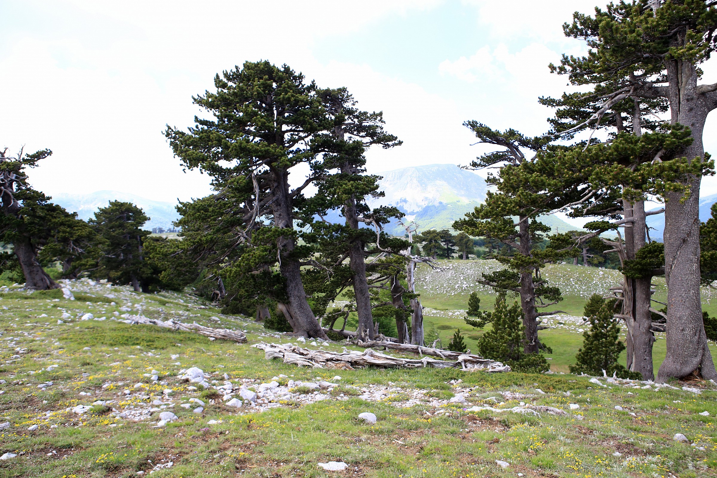 the great door of the Pollino