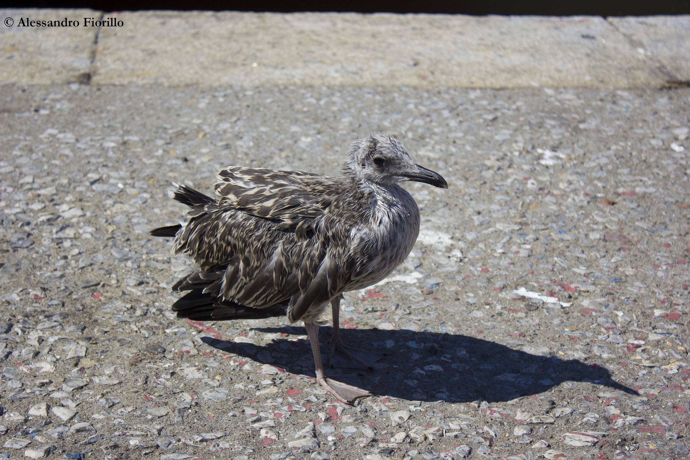 Pullo of herring gull