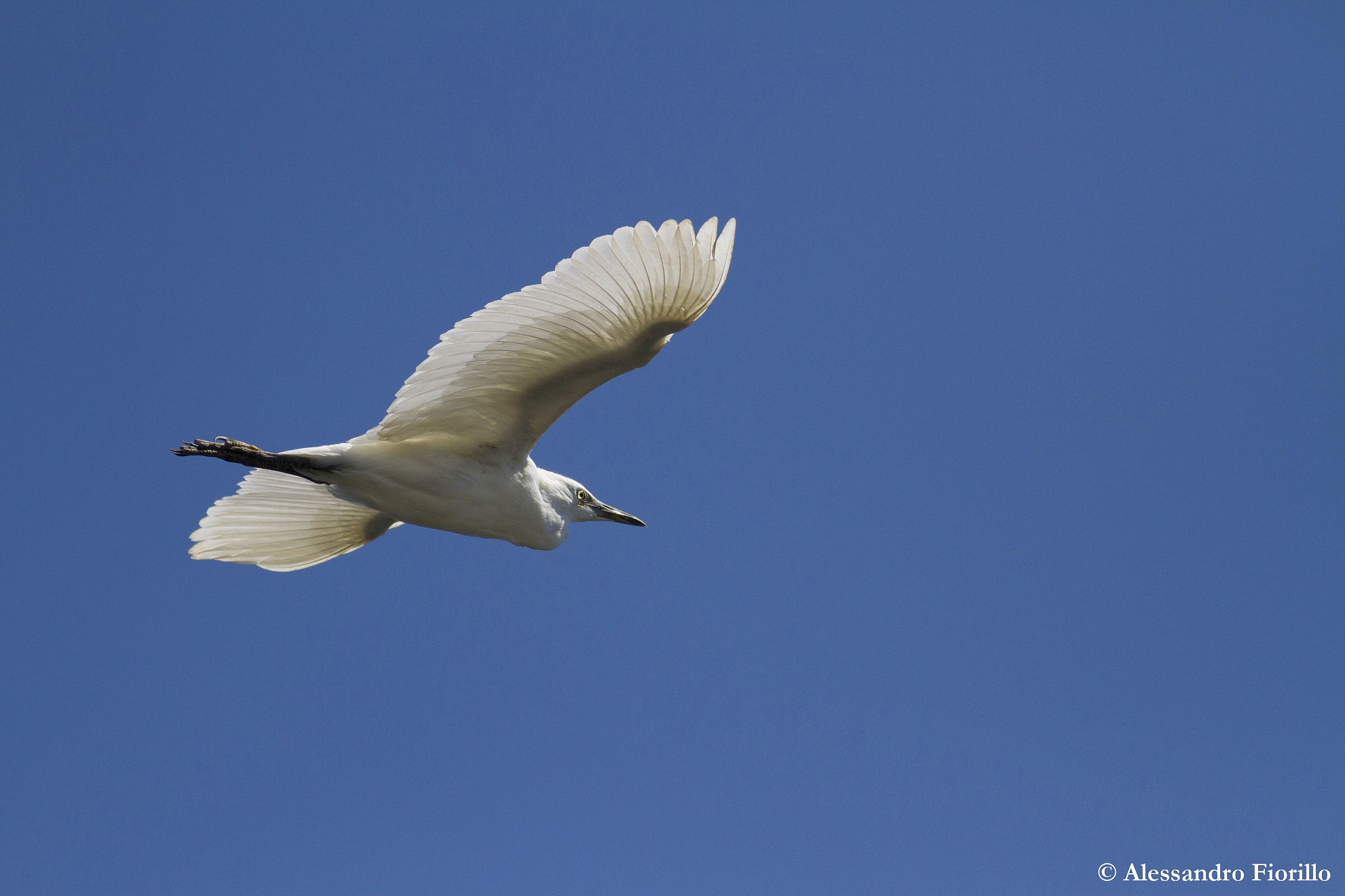 Egret in flight