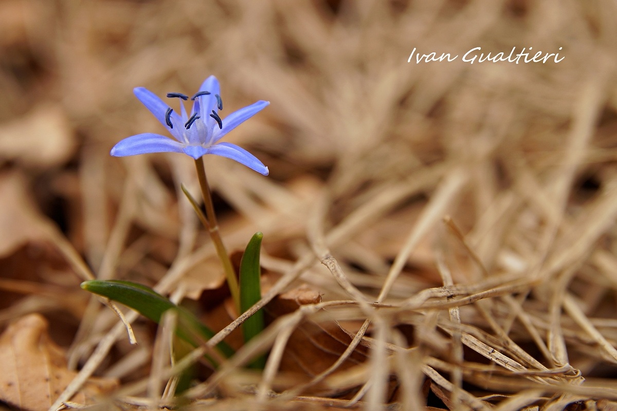 Announcement of spring