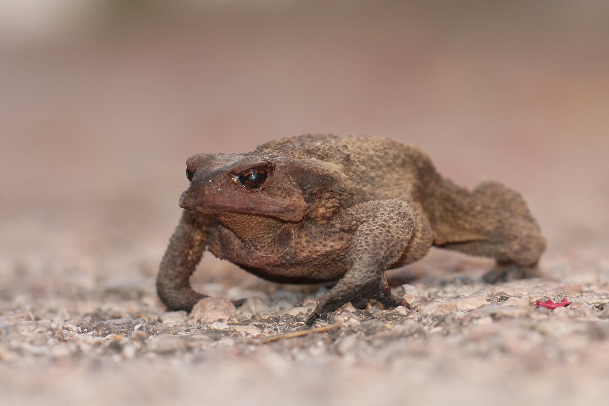 Rospo Comune - Common toad
