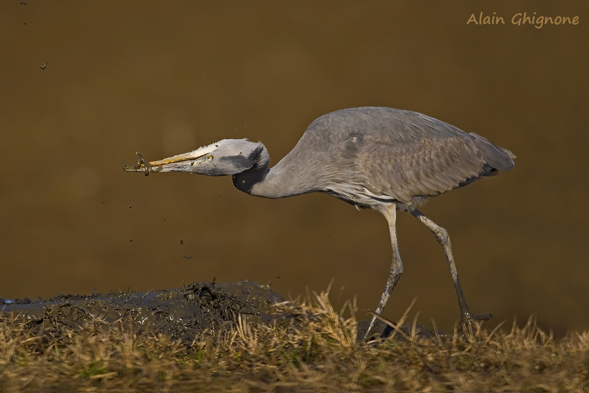 Airone cenerino con lampreda