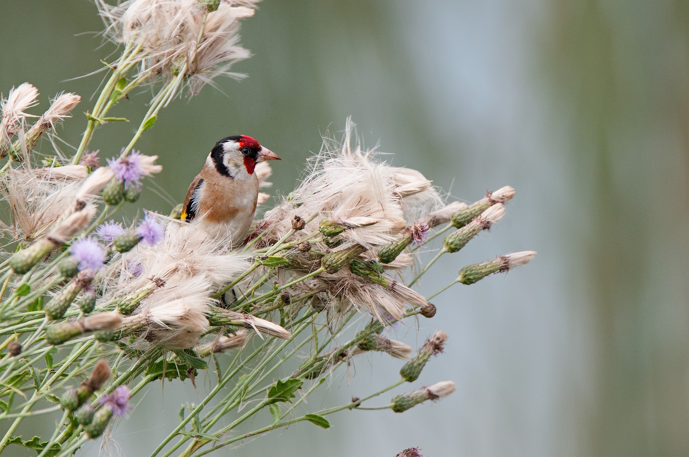 cardellino(Carduelis carduelis)
