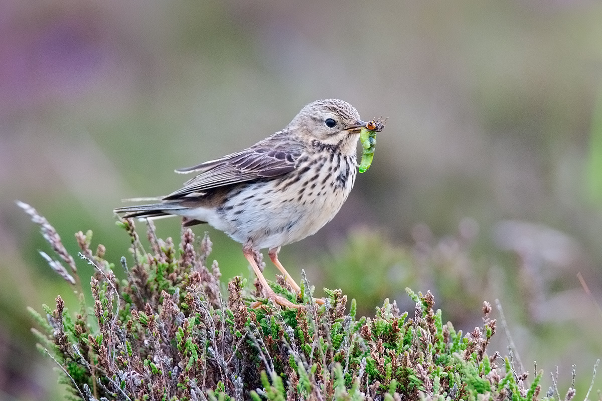 Pispola (non Spioncello) in caccia