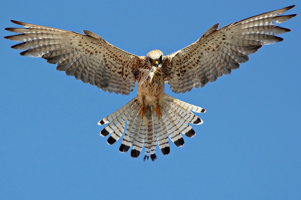 Lesser Kestrel vain