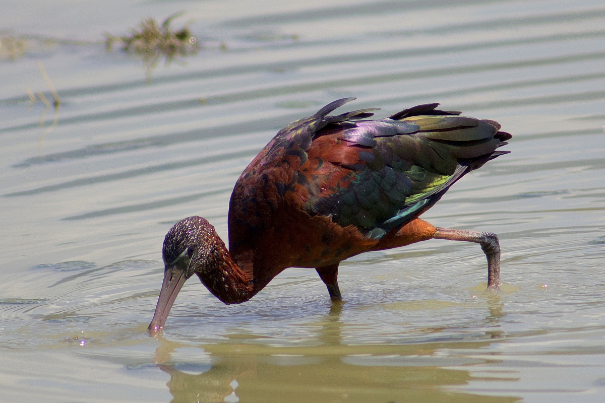 The colors of the glossy ibis