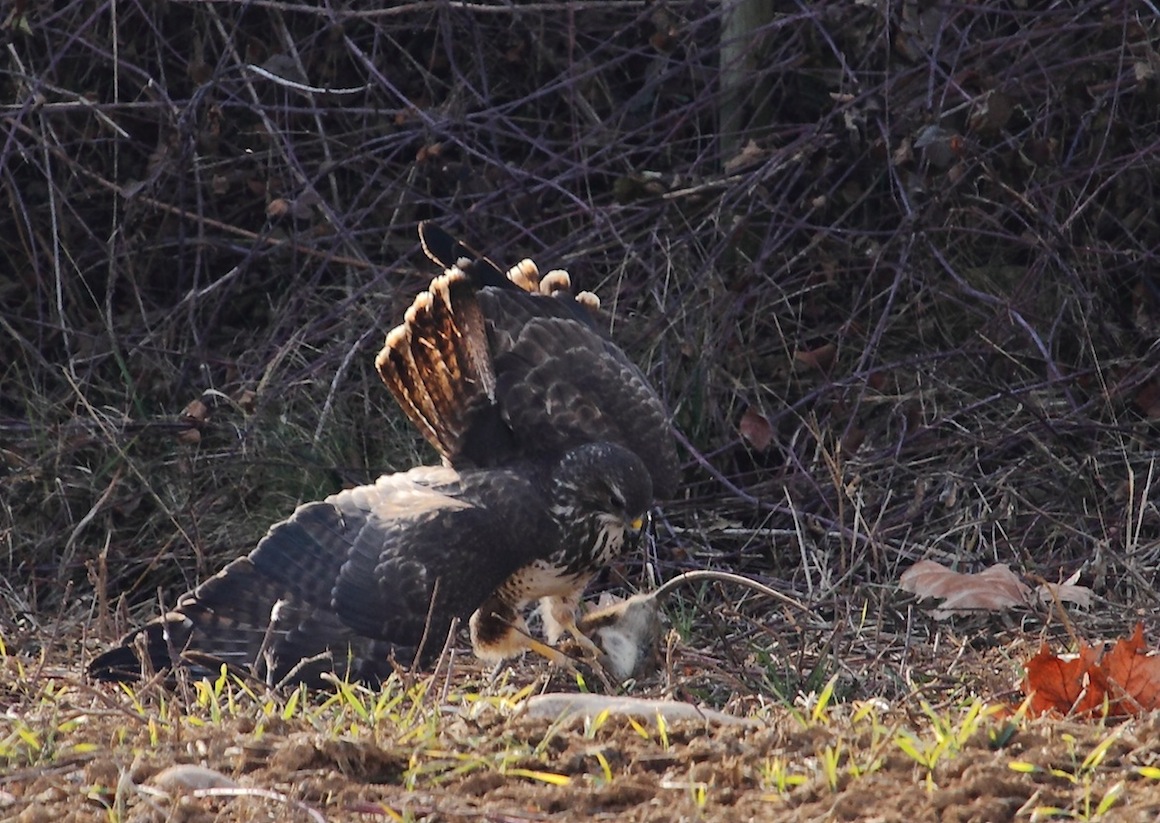 The hunting of Poiana ..