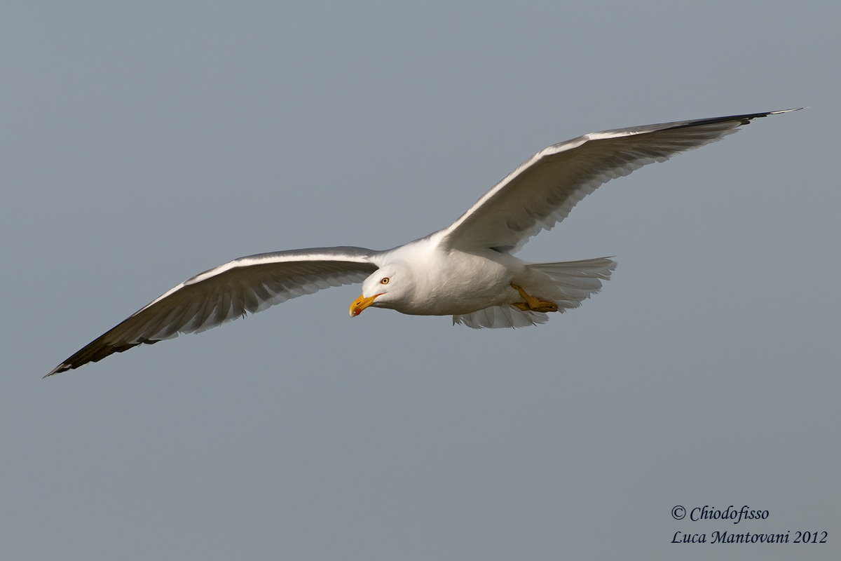 Jonathan Seagull - Remembering Ambrogio Fogar ...