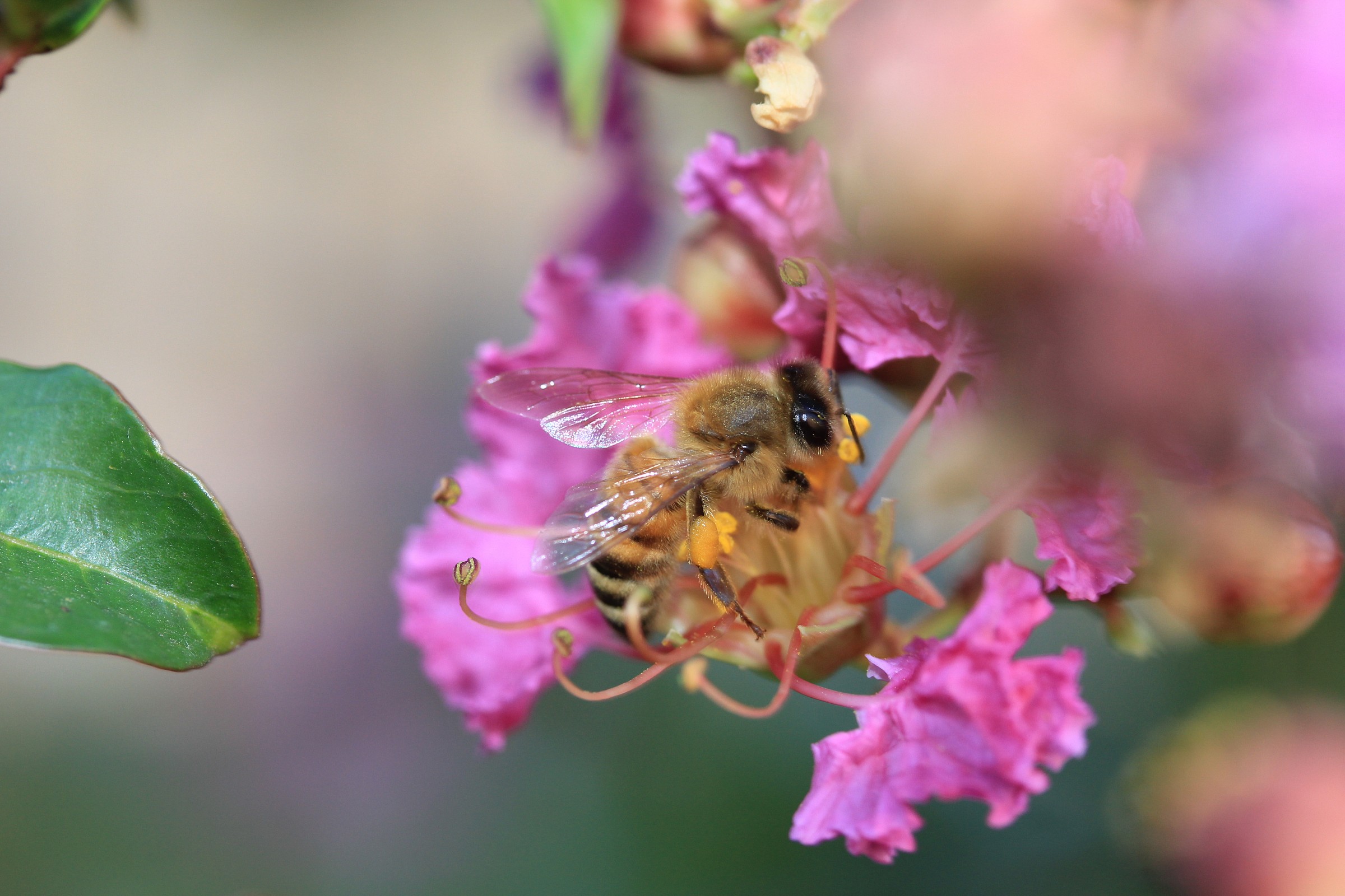 animali del mio giardino