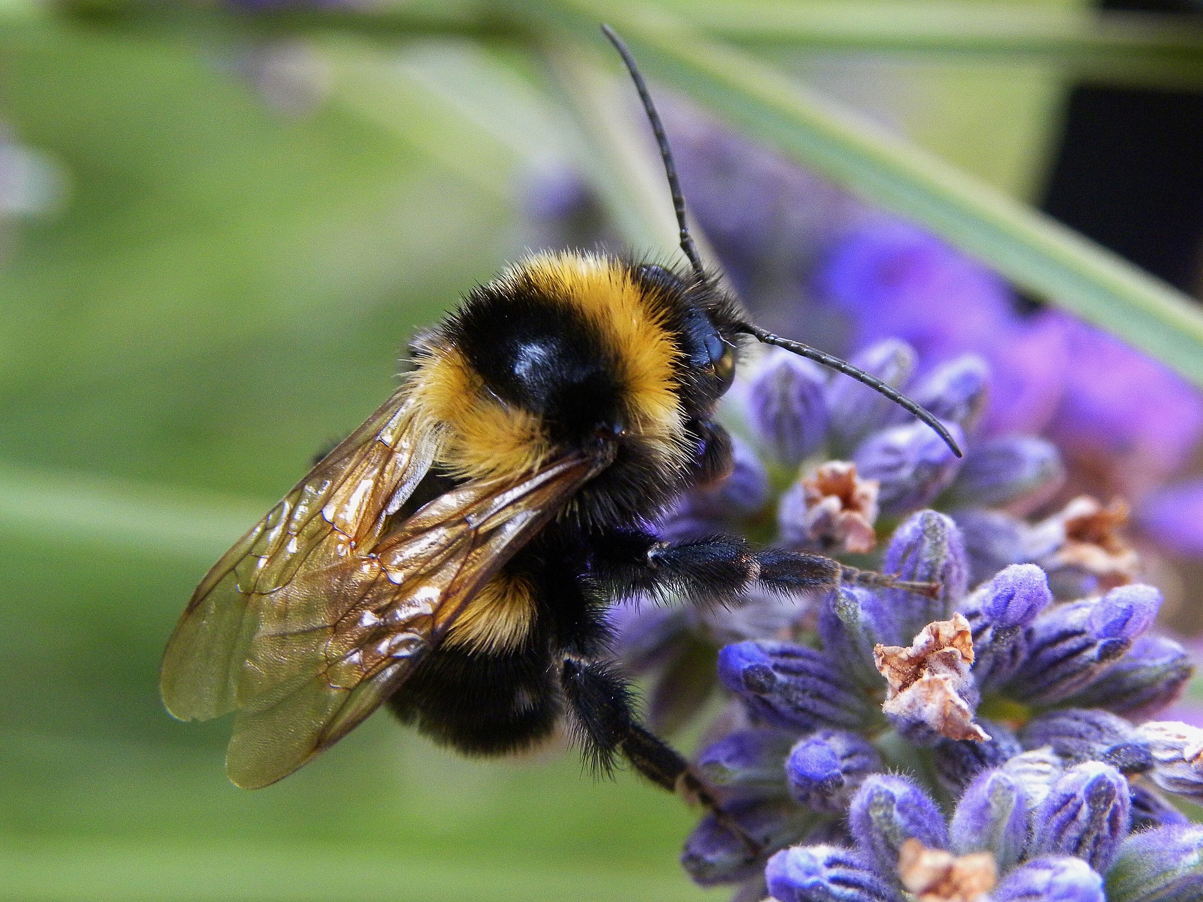 animali del mio giardino