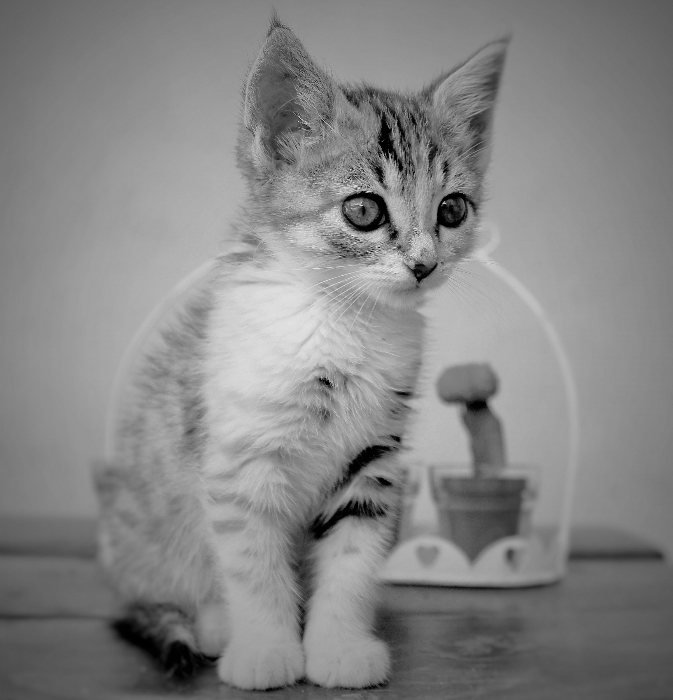 animali del mio giardino