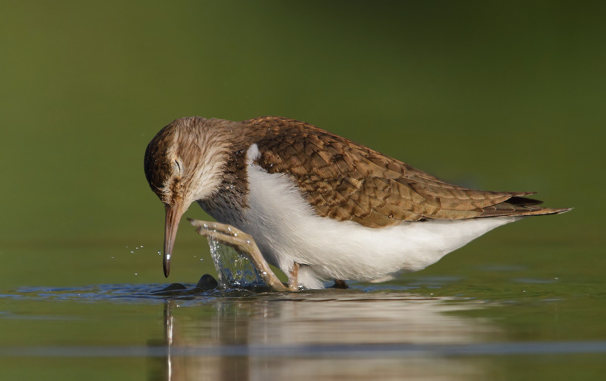 Common Sandpiper