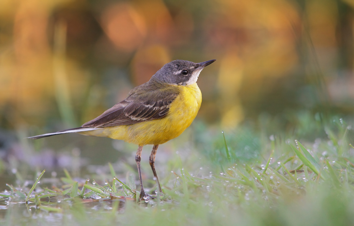 Young wagtail