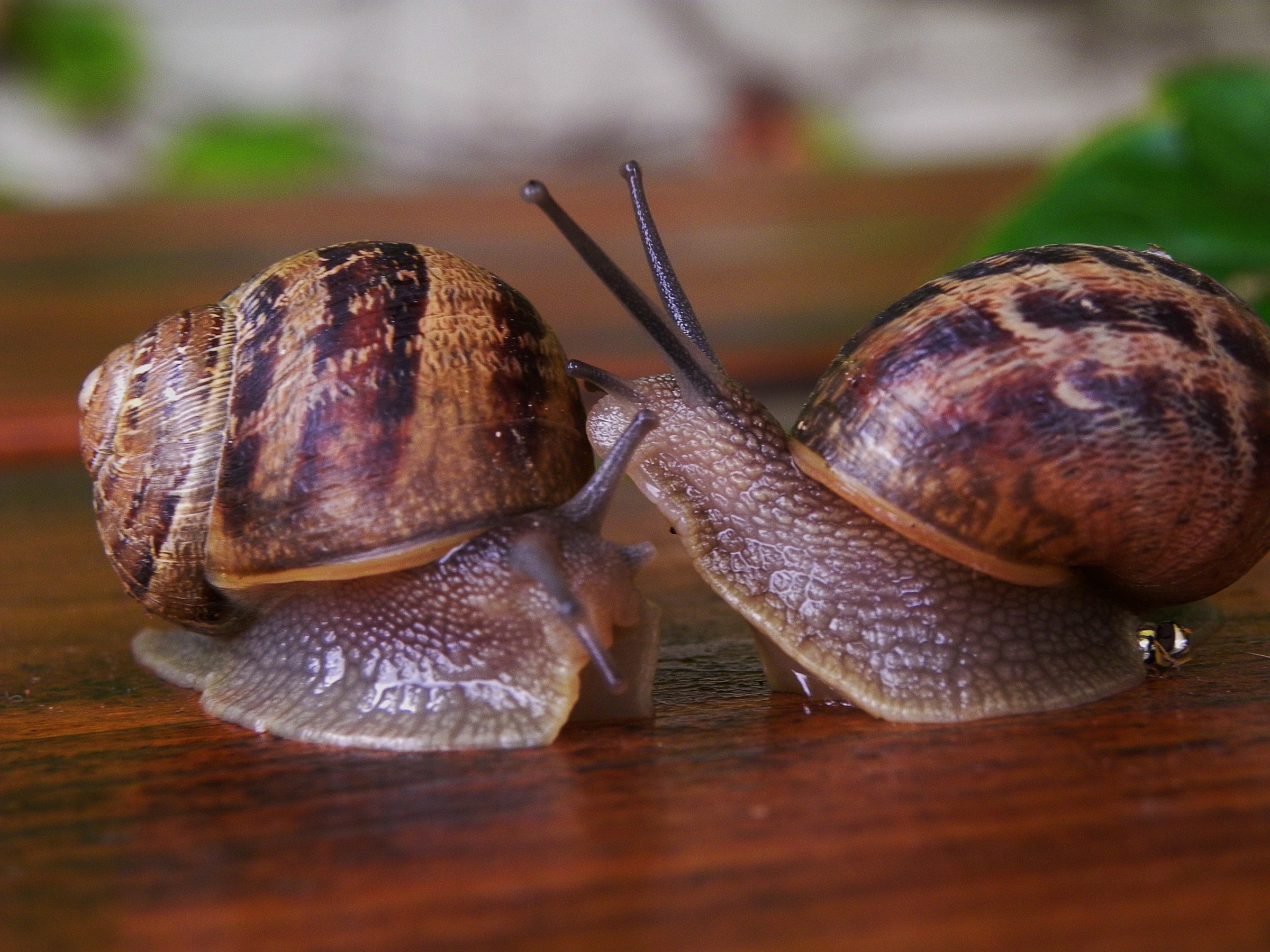 animali del mio giardino