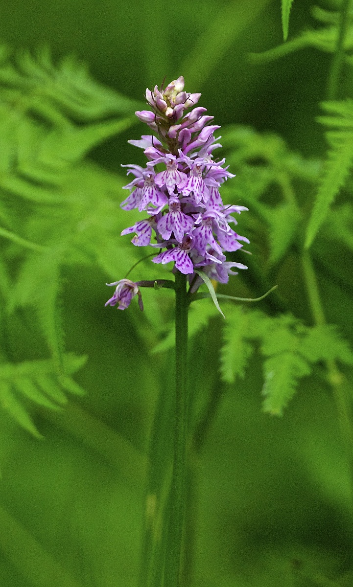 Dactylorhiza maculata, subsp.fuchsii.