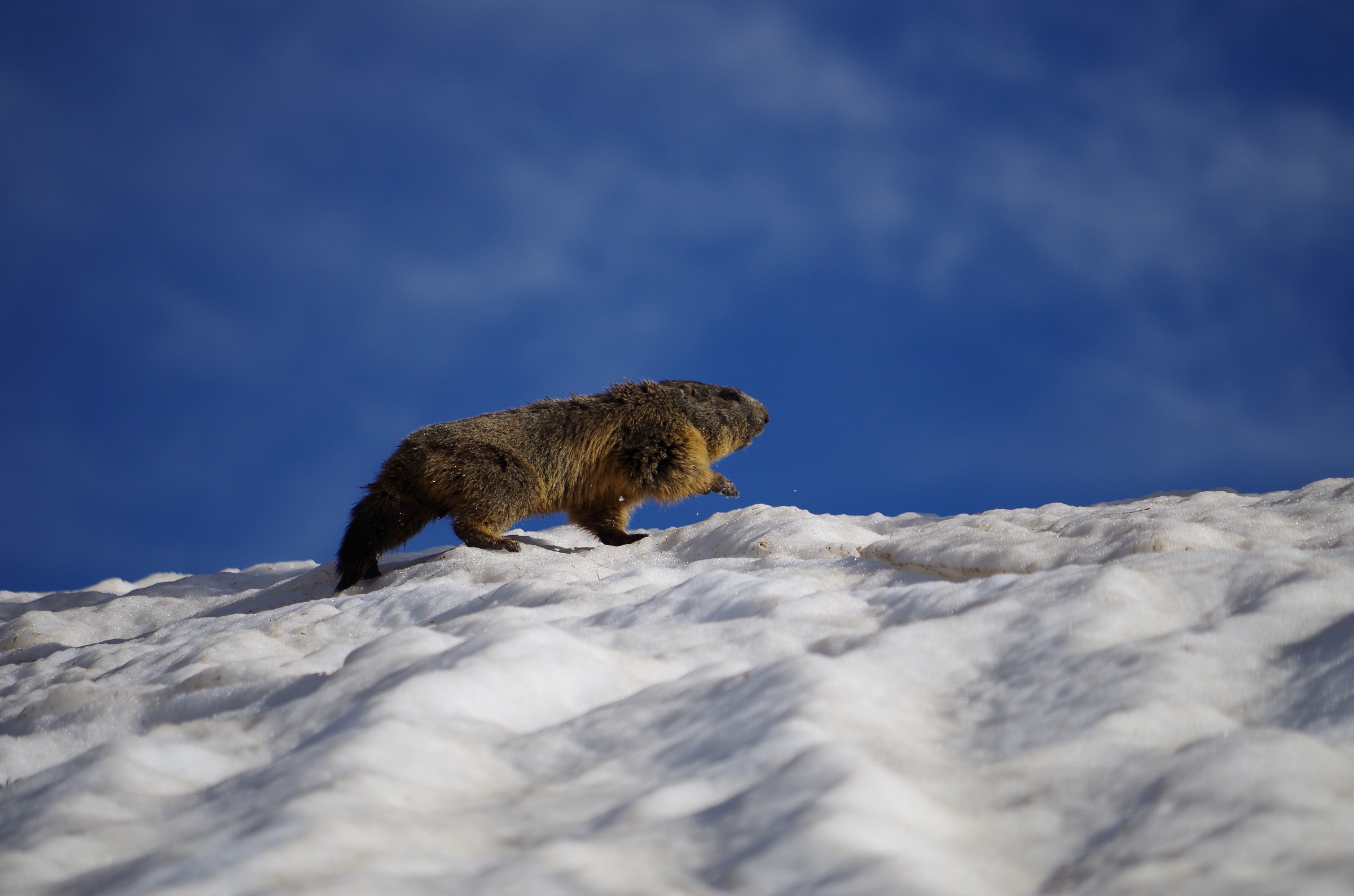 race between sky and snow
