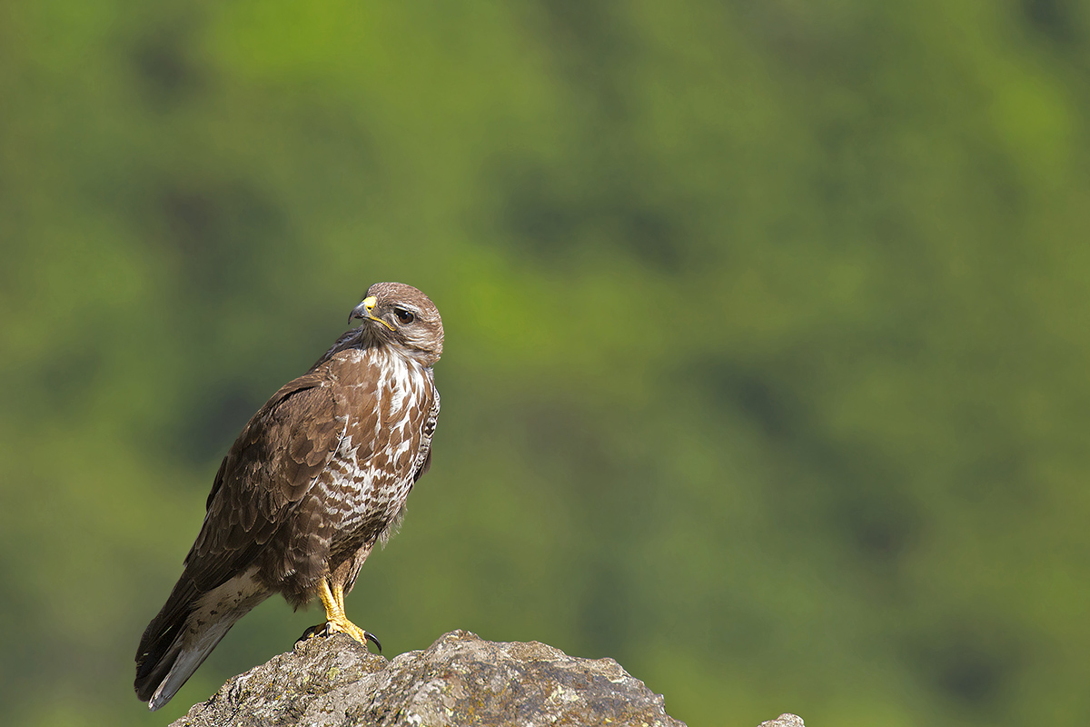buzzard