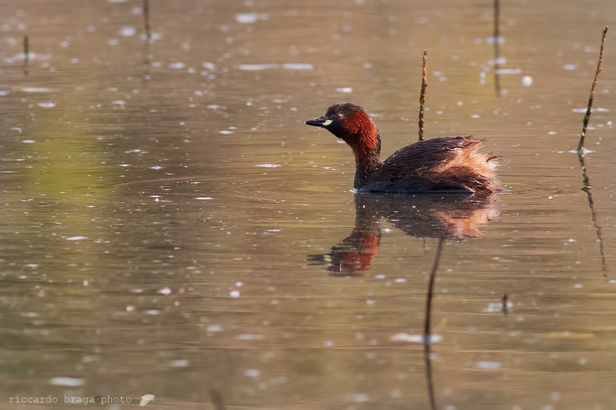 Little Grebe