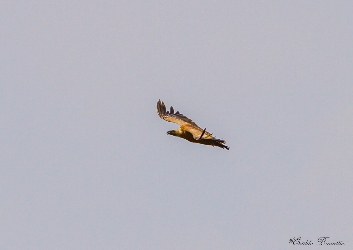 Griffon Vulture (Gyps fulvus)