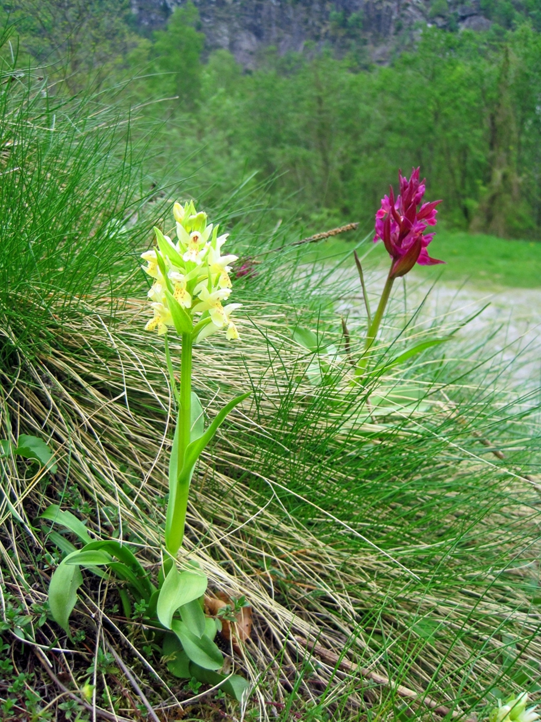Dactylorhiza sambucina