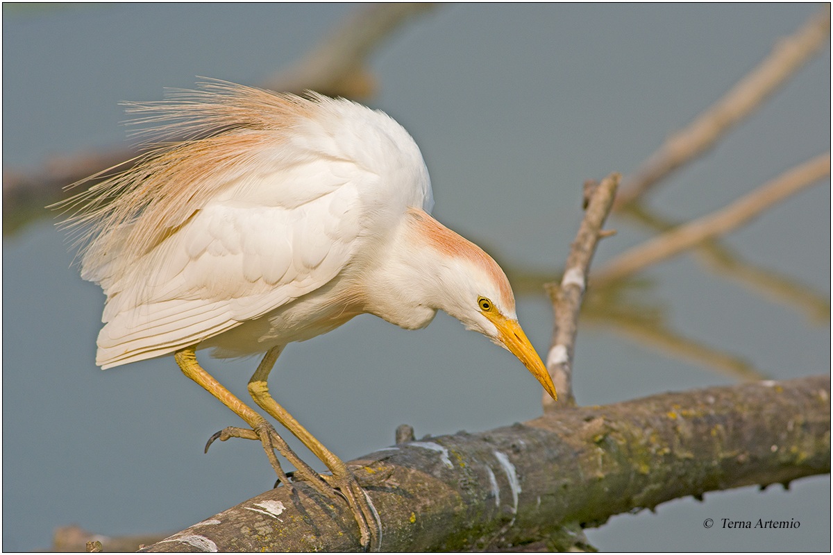 Airone Guardabuoi (Bubulcus ibis)
