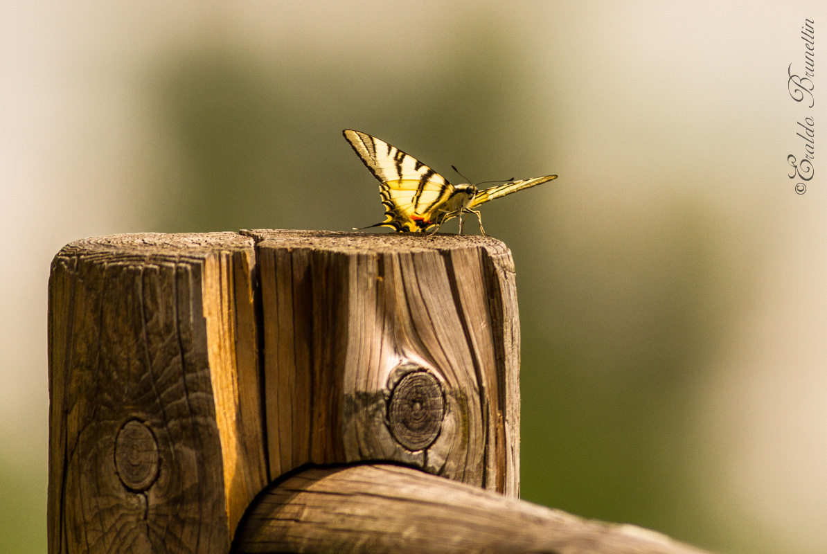 Macaone (Papilio Machaon)