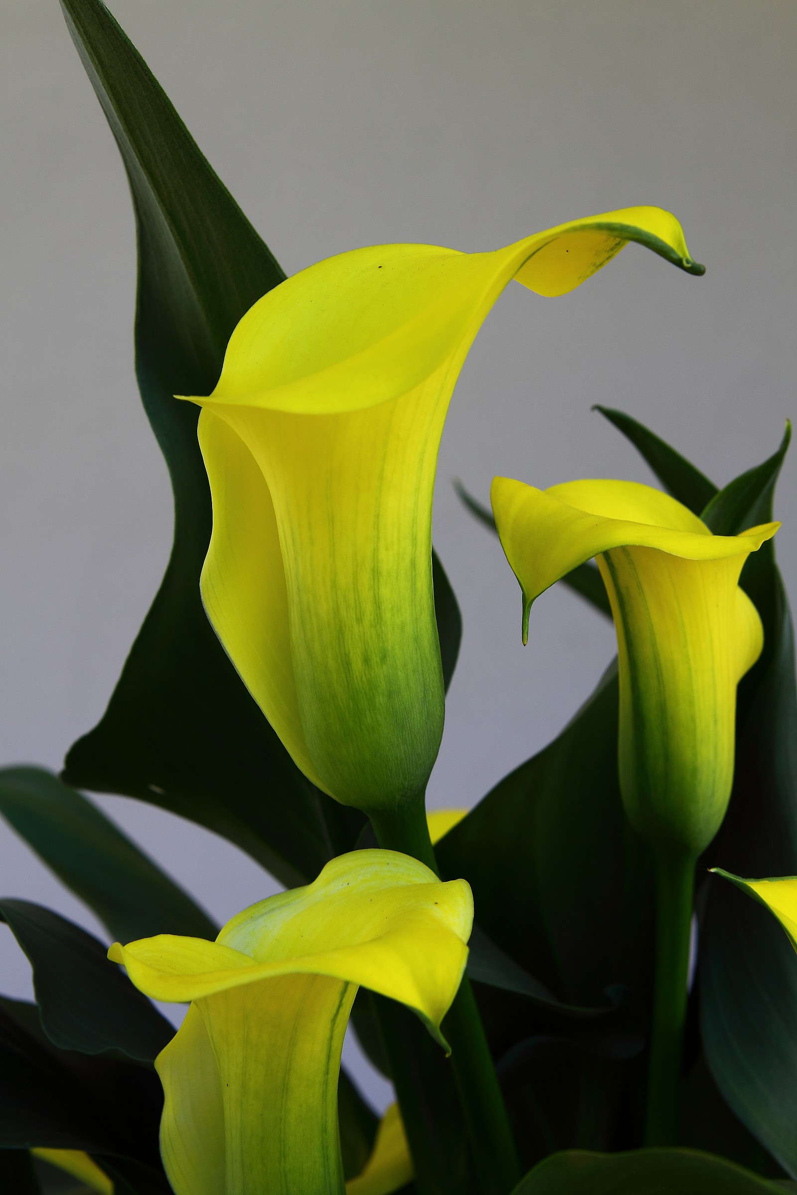Calla
