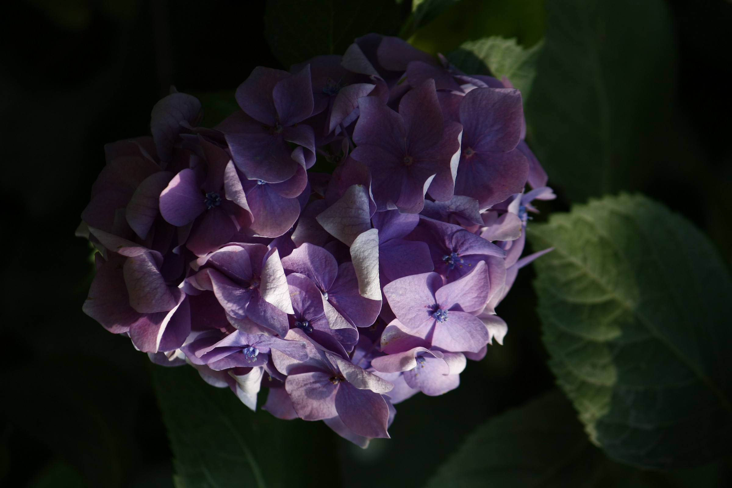 Hydrangea