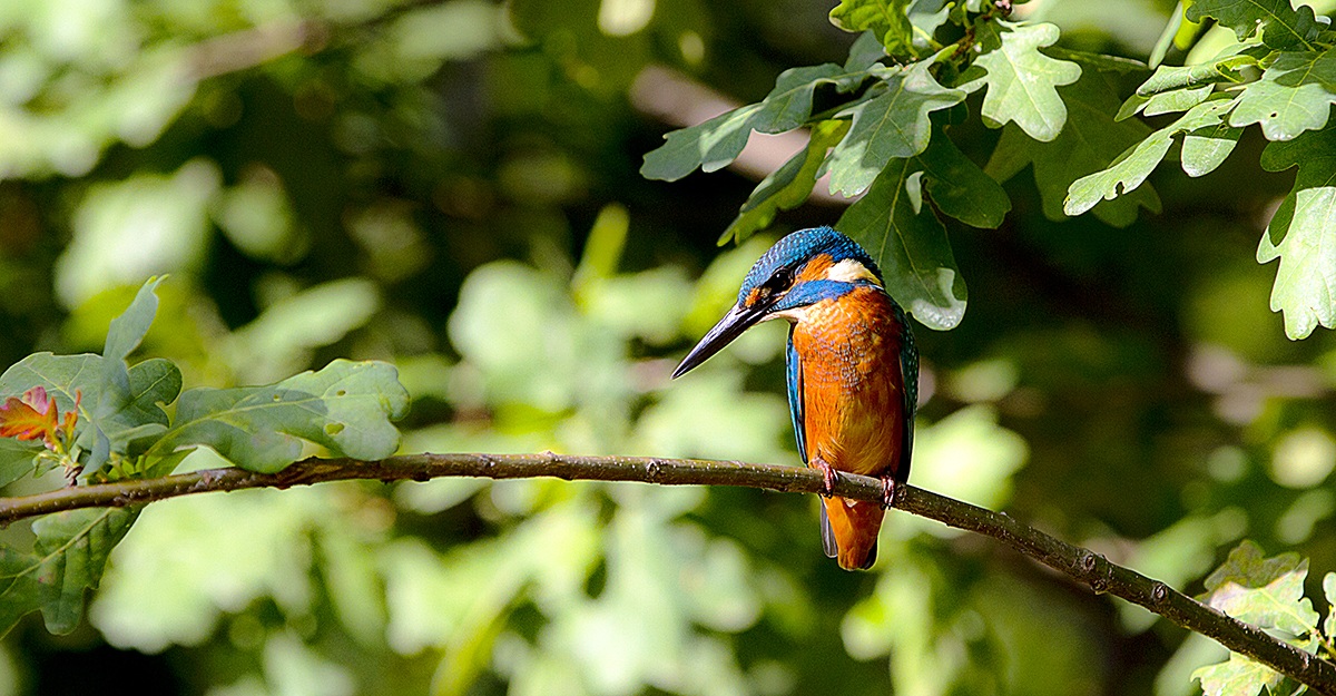 Kingfisher