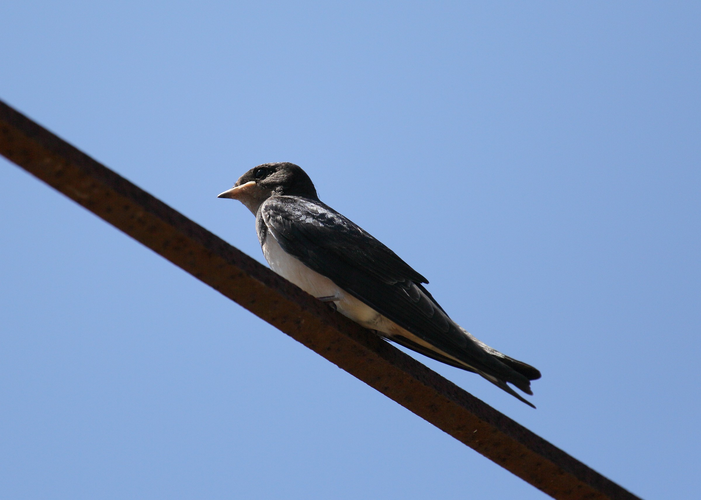 Swallow at rest