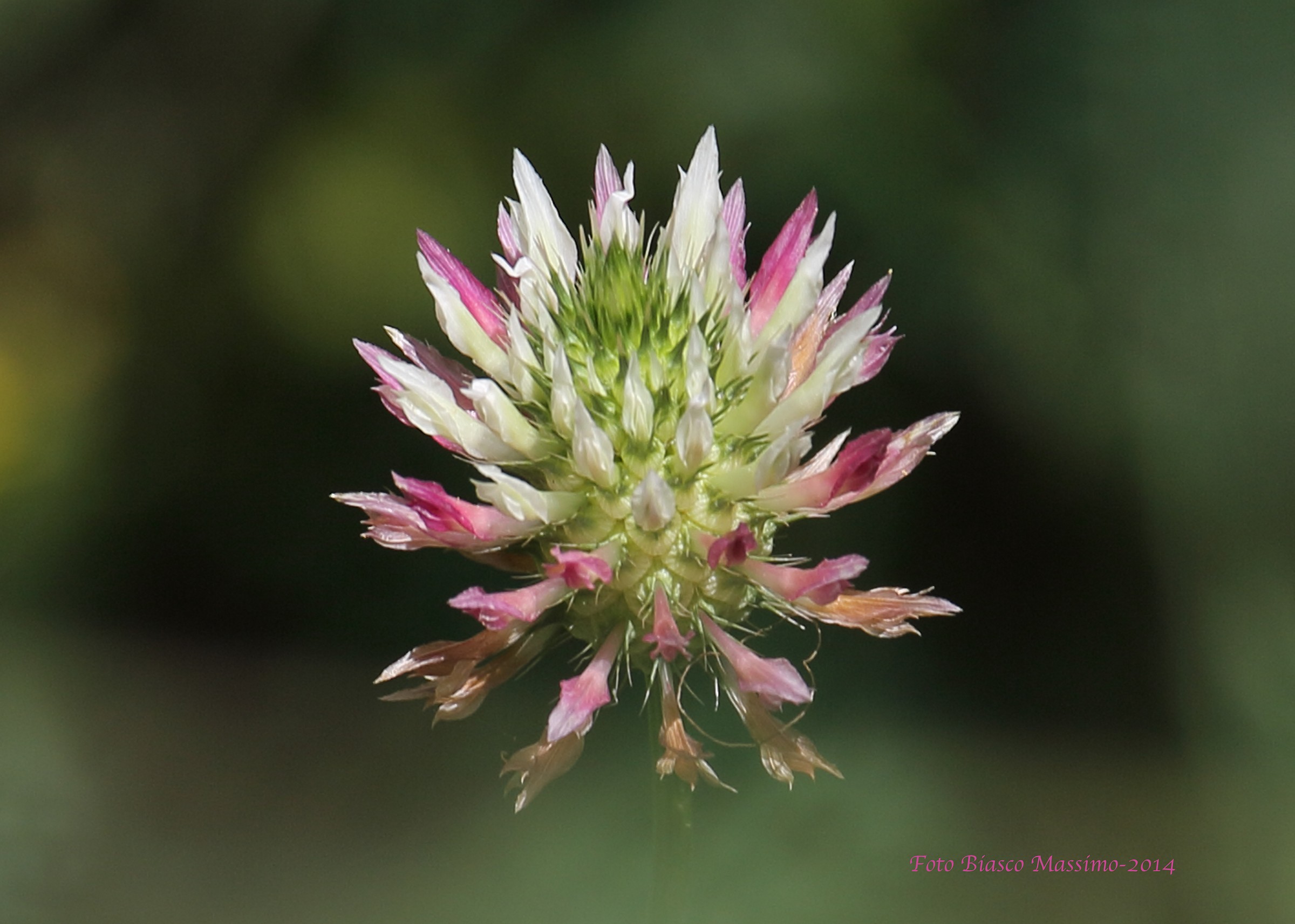 Micro Flower Field Diameter about 30mm