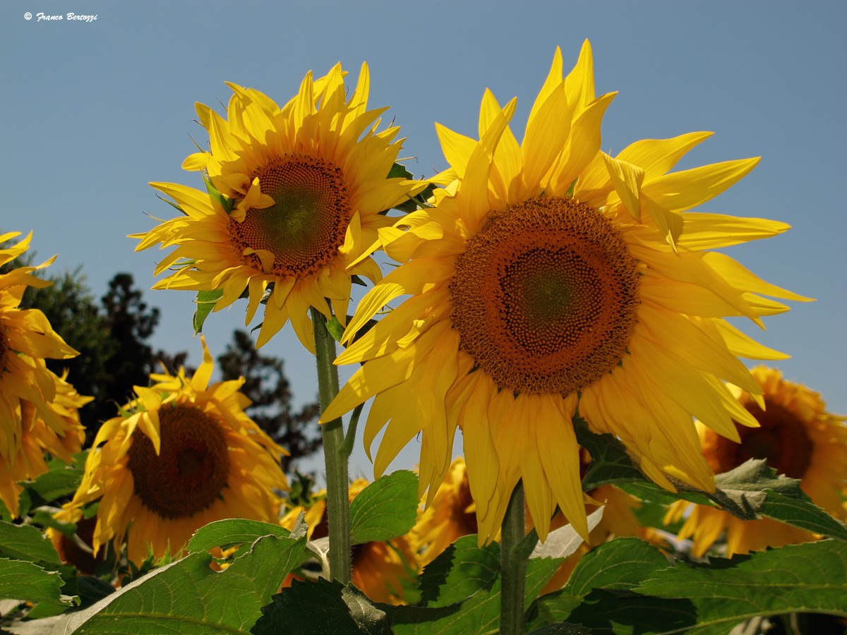 prima della raccolta