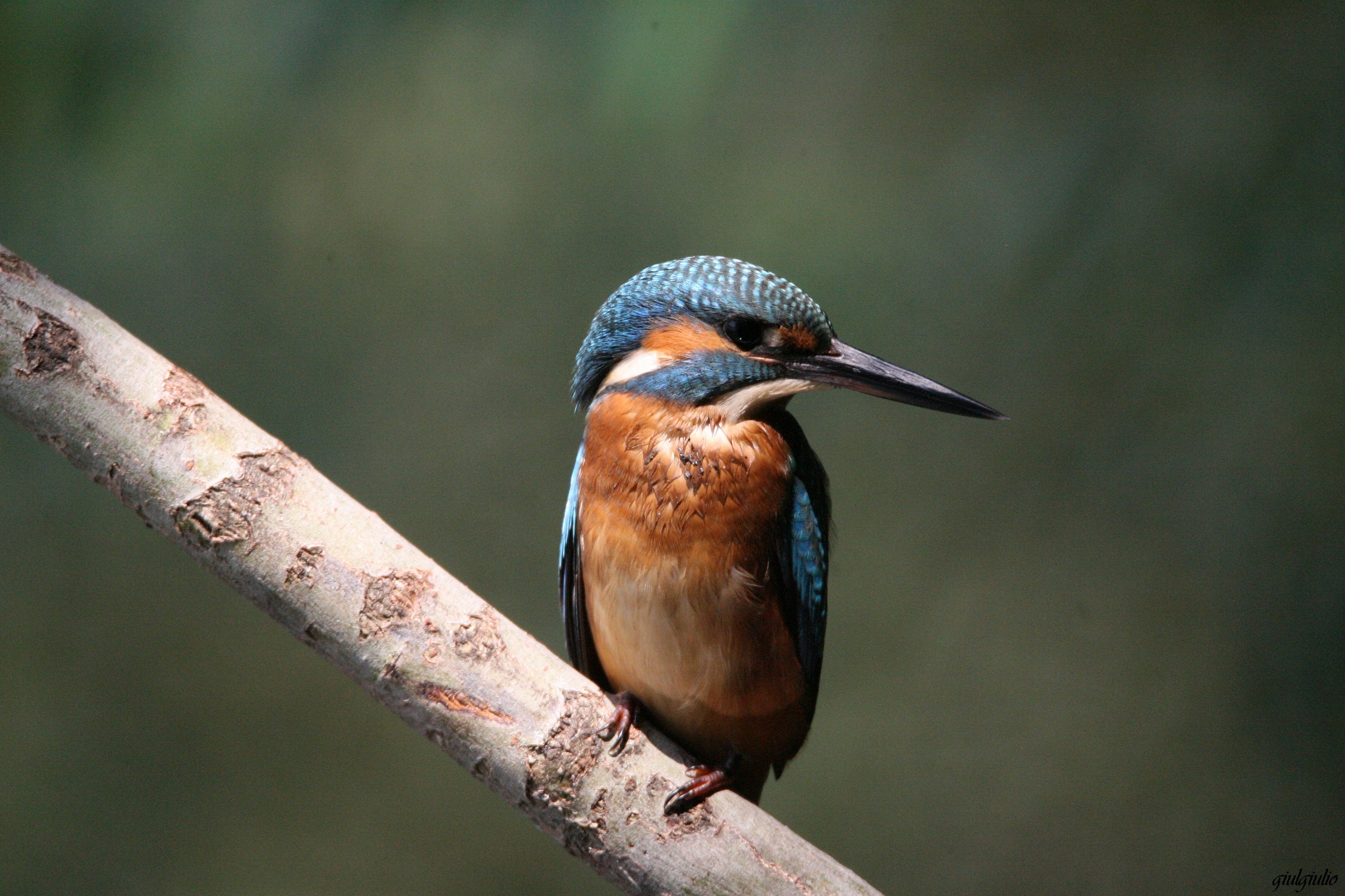 kingfisher