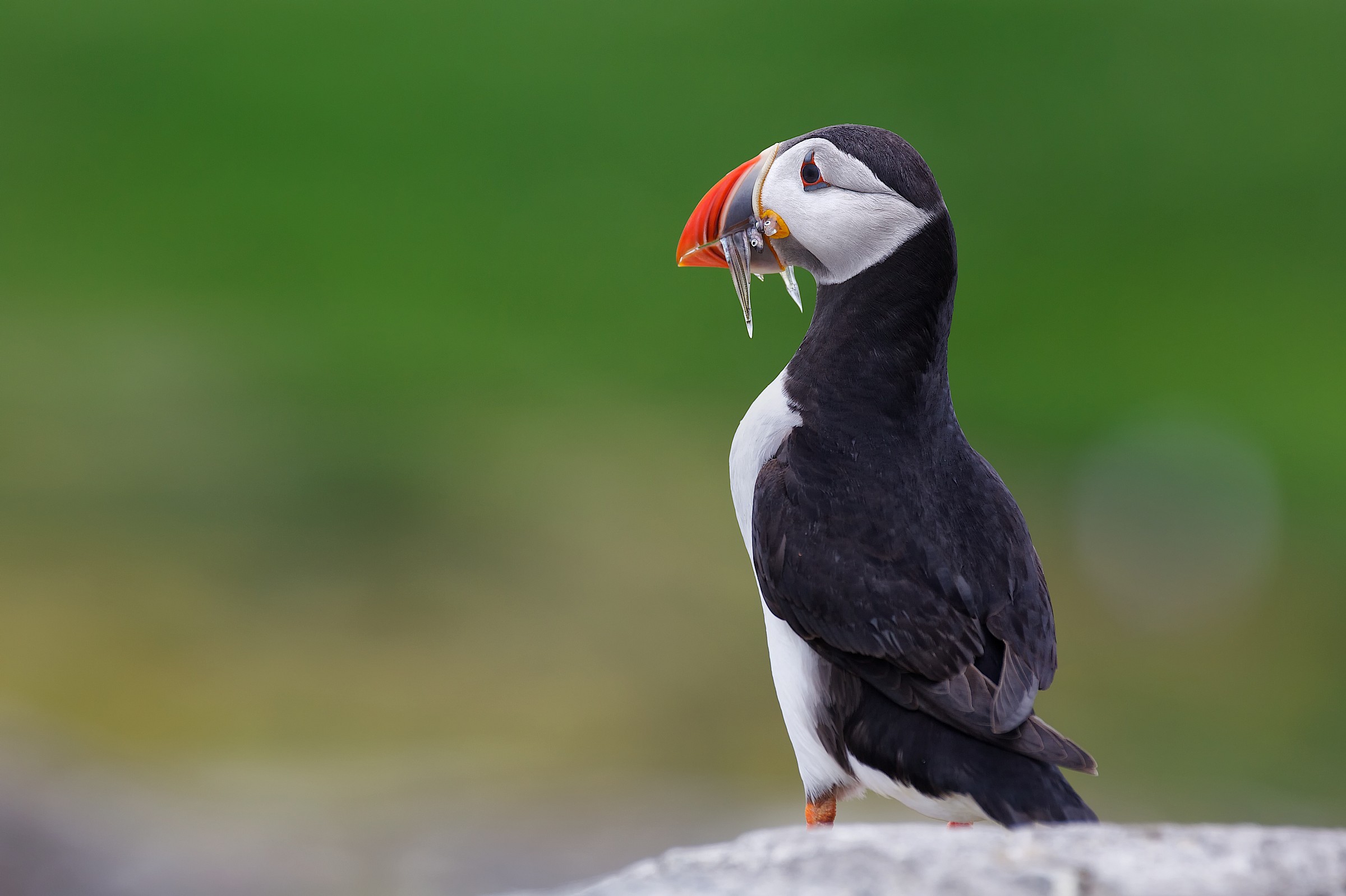 Puffin
